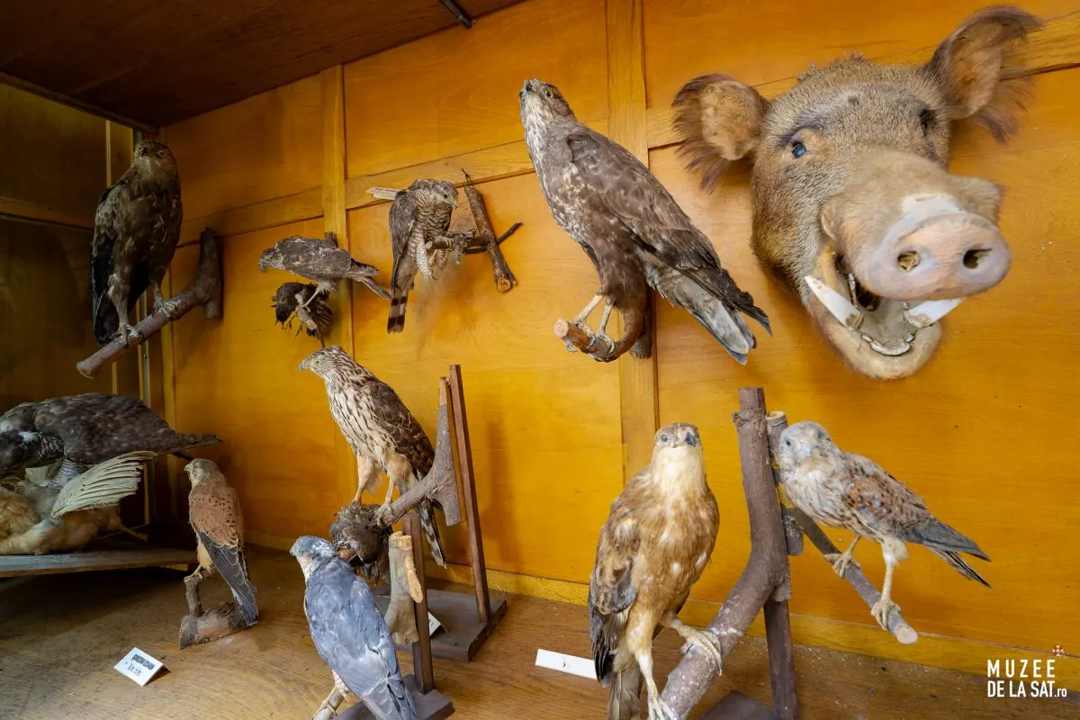 Constantin Romanescu Zoological Museum, Dreptu, photo 1