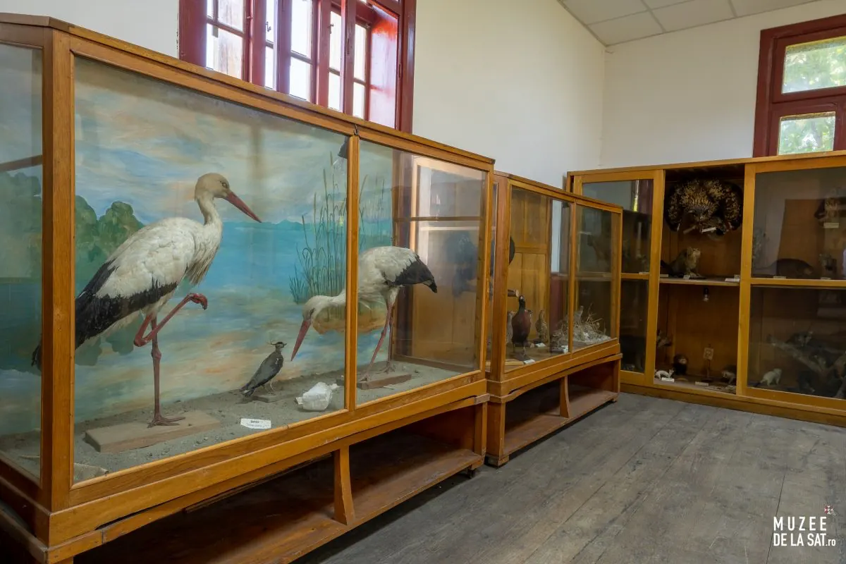 Constantin Romanescu Zoological Museum, Dreptu, photo 2